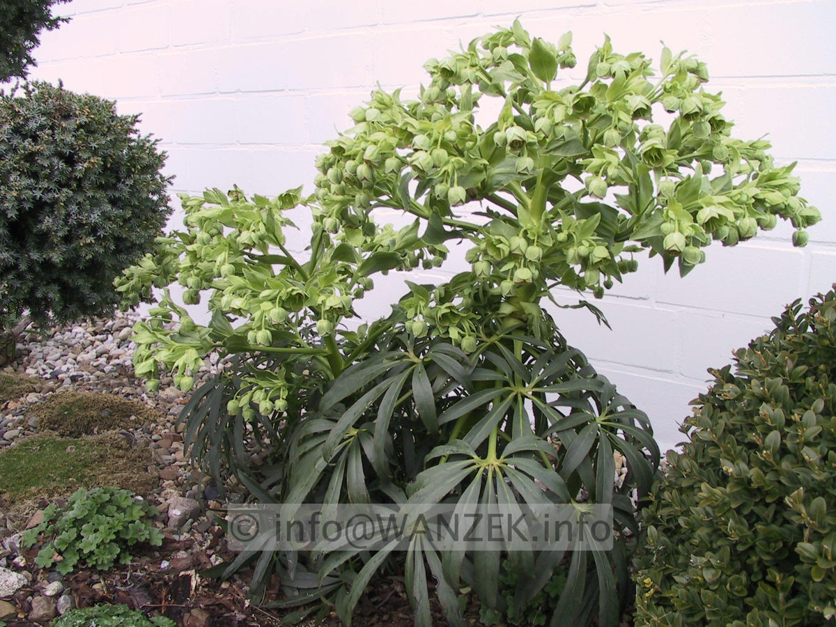 Helleborus foetidus - 1.JPG